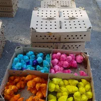 جوجه محلی درجه یک ارزانتر از همه جا|حیوانات مزرعه|یاسوج, |دیوار