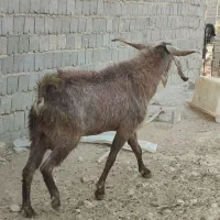 پازن جوون|حیوانات مزرعه|بهبهان, |دیوار