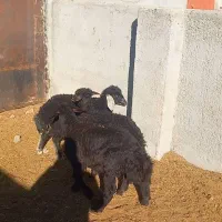 بره نرو ماده