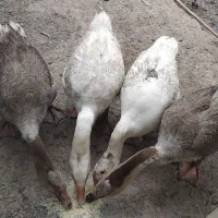 غاز