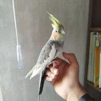 عروس هلندی نر (معاوضه با ماده)