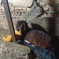 نر بزغاله افتاده خوراک زیاد خورده فروش فوری