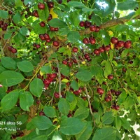 خرید و فروش زمین ،خانه،باغ در نیر|فروش زمین و ملک کلنگی|نیر (یزد), |دیوار