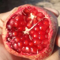 آب زرشک ، مربا زرشک تازه ، آب انار|خوردنی و آشامیدنی|قائن, |دیوار