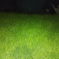 خزانه برنج فجر