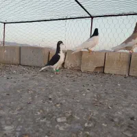 شهری کبوتر|پرنده|فسا, |دیوار