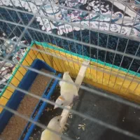 فنچ گلدن|پرنده|بندرعباس, |دیوار