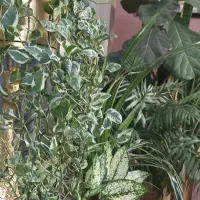 نیاز به کمک همرا ه سالمند دارم