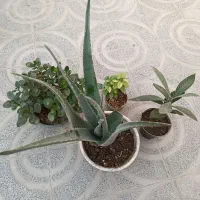 گل ونهال|گل و گیاه طبیعی|فلاورجان, |دیوار