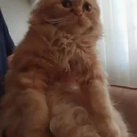 فروش گربه