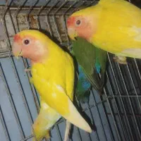 طوطی برزیلی زرد‌هلویی