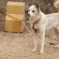 سگ هاسگی|سگ|آزادشهر, |دیوار