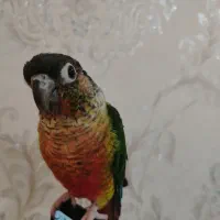 طوطی گرینچیک|پرنده|نجفآباد, باغ ملی|دیوار