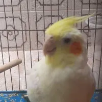 عروس هلندی محدوده شیخ احمد جنوبی گم شده