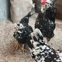 تخم مرغ گلین لری اصل به شرط نطفه