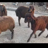 بره|حیوانات مزرعه|دزفول, |دیوار