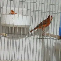 قناری سرخ جفتی