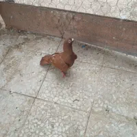 کبوتر یا کفتر مسافتی قره مینا سوری سرخ