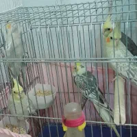 عروس هلندی|پرنده|باقرشهر, |دیوار