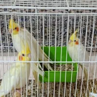 عروس لوتینو خانگی|پرنده|کاشان, گبرها|دیوار