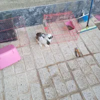 باسلام خرگوش فروشی