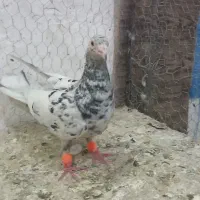 کبوتر