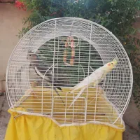 یک جفت عروس هلندی تخم گذار الان هم  تخم گداشته|پرنده|کوچصفهان, |دیوار