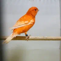 قناری رد فاکتور