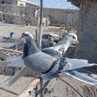 یکجفتگلیپرشی|پرنده|کمیجان, |دیوار