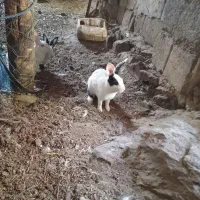 خرگوش|موش و خرگوش|بانه, |دیوار