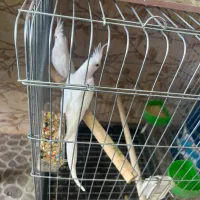 طوطی عروس البینو سفید خالص جفت خورده تعویض با سره