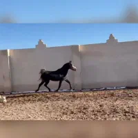 فروش مادیان