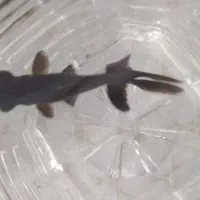 ماهی چشم تلسکوپی