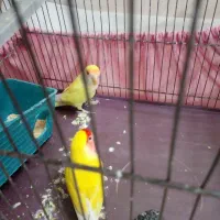 طوطی برزیلی طوطی کوتوله زرد|پرنده|نسیم‌شهر, |دیوار