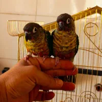 طوطی گرینچیک