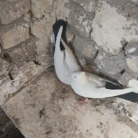 کبوتر کفتر دمسیاه