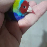 فنچ گلدین والماسی