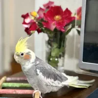 عروس هلندی ابلق