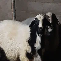 باسلام بره نرخوب وکم دنبه فروشی|حیوانات مزرعه|کاشان, فاز ۲ ناجی آباد|دیوار