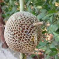 عسل  بهترینهای  گل کنار  و  لگجی