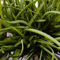 گل های بسیار شاداب|گل و گیاه طبیعی|خوی, |دیوار