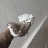 کبوتر دوبالی وطوقی وسبز ساده سرخ|پرنده|گرگان, |دیوار