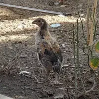 جوجه لاری و محلی|حیوانات مزرعه|زاهدان, |دیوار