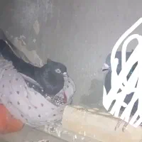 ماهشهر شهرک مدنی گلستان ۷|پرنده|بندر ماهشهر, |دیوار