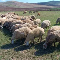 گوسفند|حیوانات مزرعه|آبش احمد, |دیوار