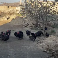 بوقلمون