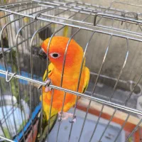 12جفت طوطی گرینجک ردفاکتوری|پرنده|بوکان, |دیوار