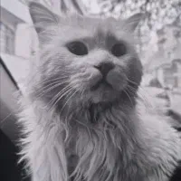 گربه پرشین گربه