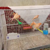 سلام 17عدد قناری درجه یک سالم بضمانت  فروشی|پرنده|تربت‌حیدریه, هاشمی‌نژاد|دیوار