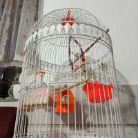 دوعددفنچ باقفس